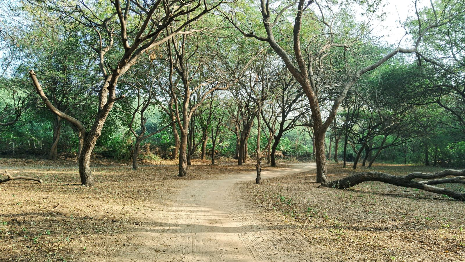 Sunlit park with scattered trees and a dirt pathway.