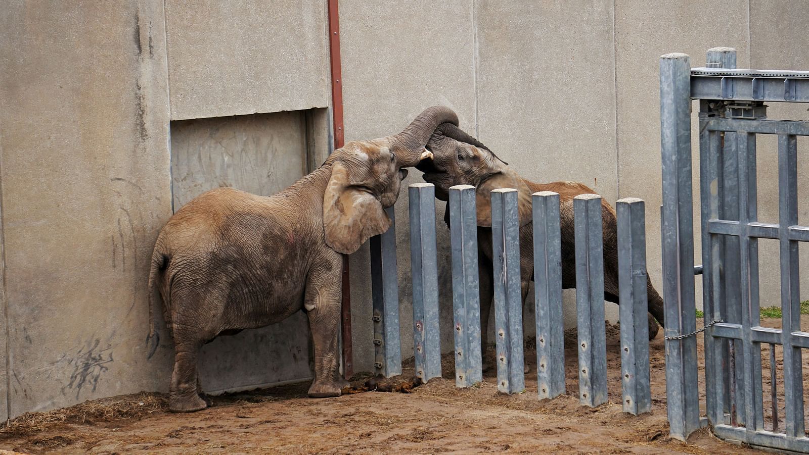 two elephants separated by a wooden fence touching each other through their trunks