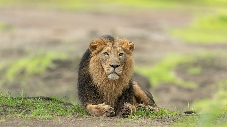 Asiatic Lion Sitting on a Patch of Land