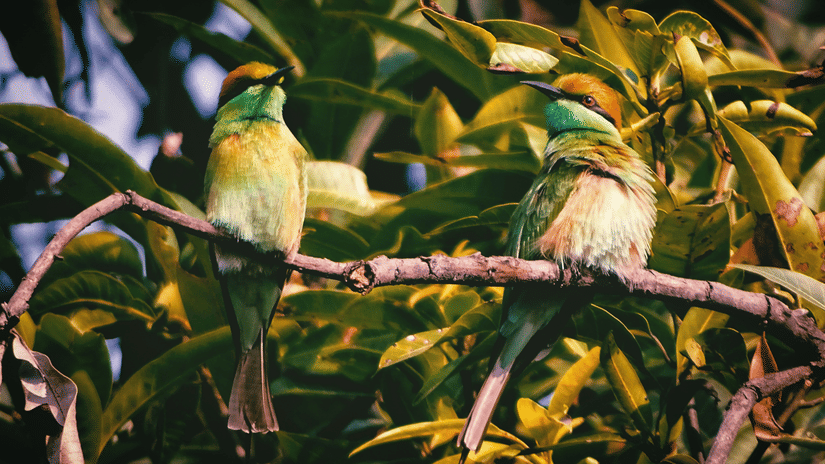 brazil-topno-hNYzP-YRfHE-unsplash