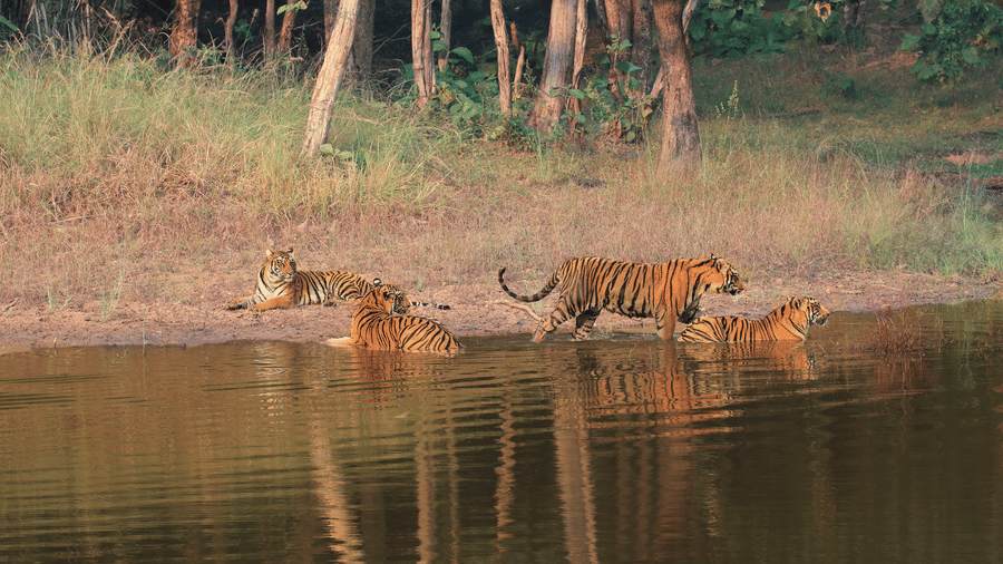 Tiger Sarafri, Bori Wildlife Sanctuary