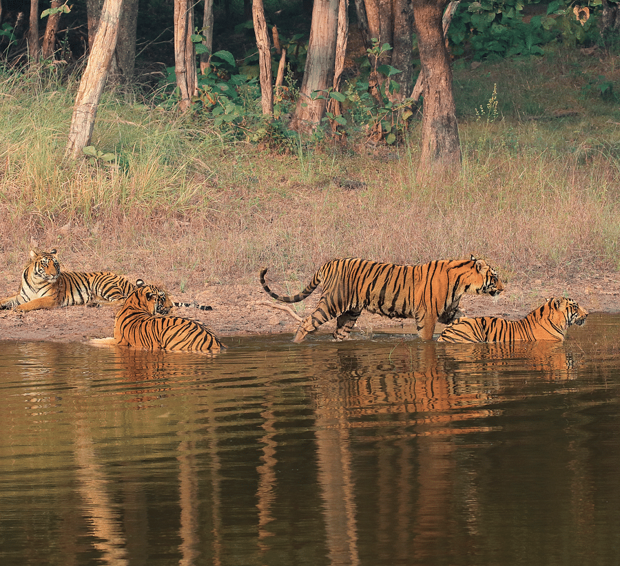 alt-text Tiger Sarafri, Bori Wildlife Sanctuary
