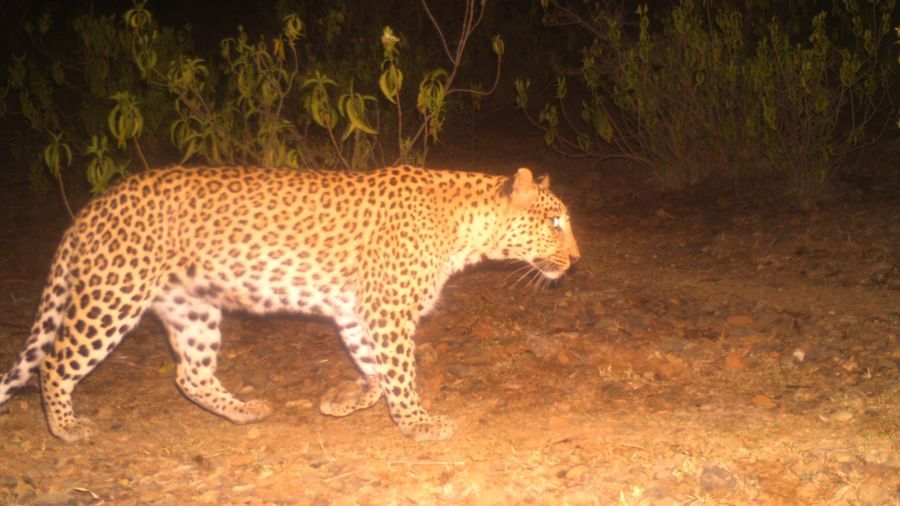image featuring a leapord walking, captured in the night time