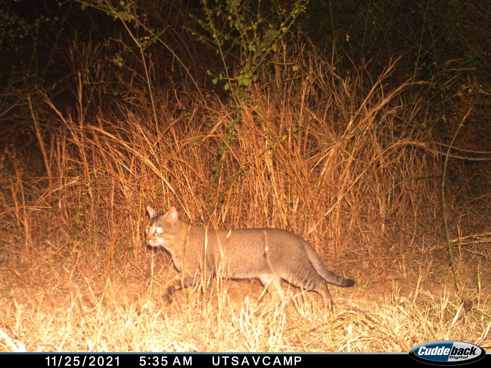 A picture of a JUNGLE CAT walking through the high grass in the night