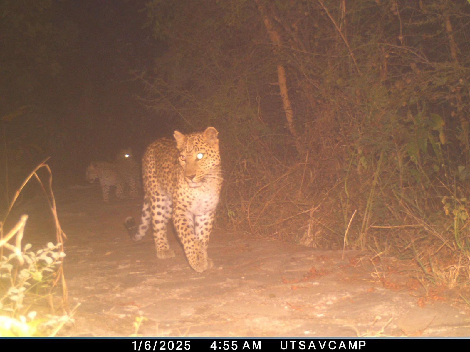 The camera trap captured an Indian Leopard standing in its natural forest habitat.