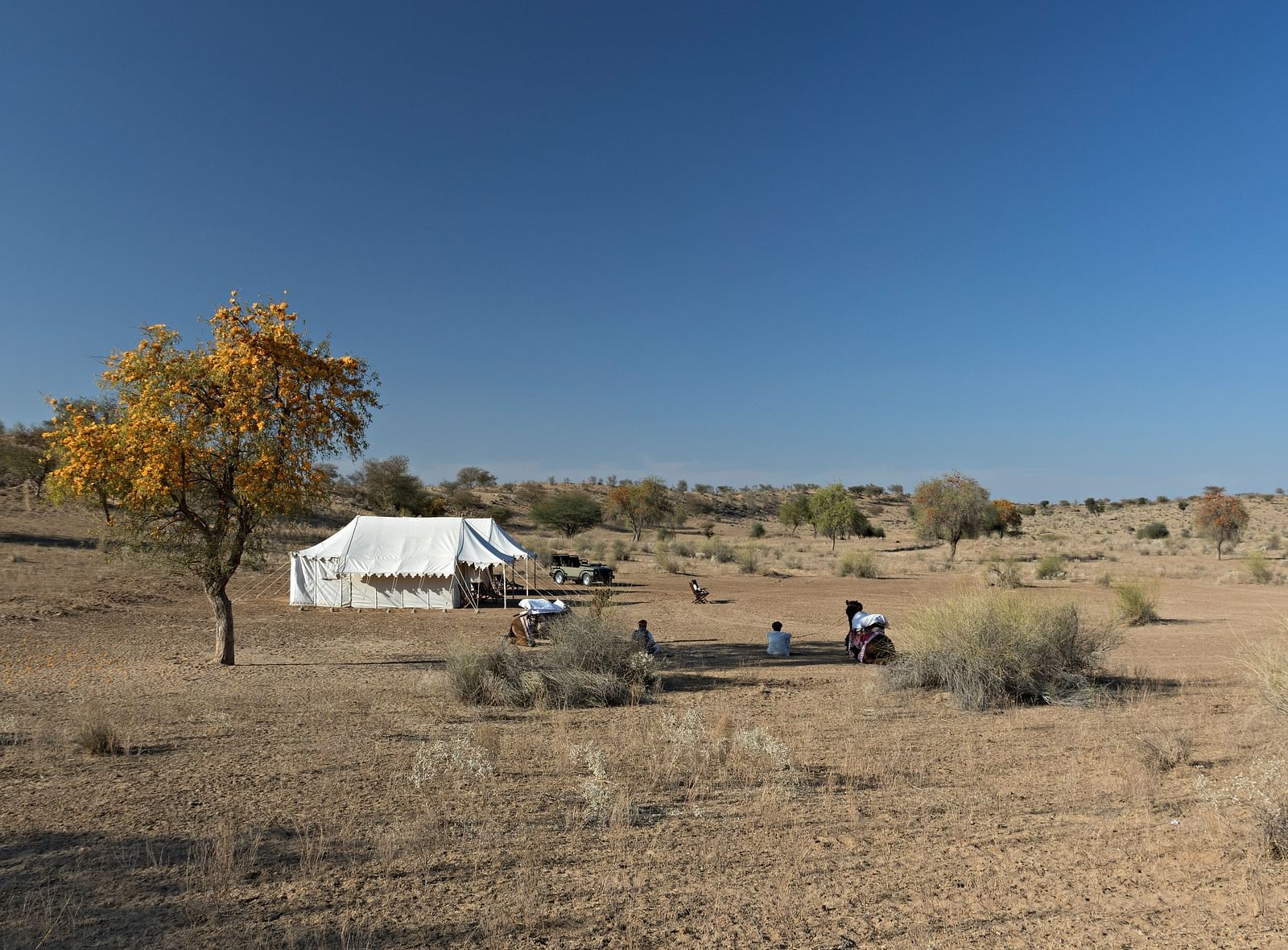 An image of a desert region with two tents set up for camping, camels, a jeep and few trees around - MANVAR Resort & Desert Camp