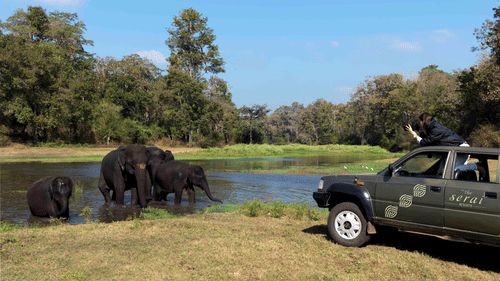 a group of tourists observing elephants at a watering hole