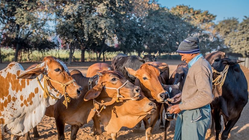 cows being tended to at Karma Lakelands 37