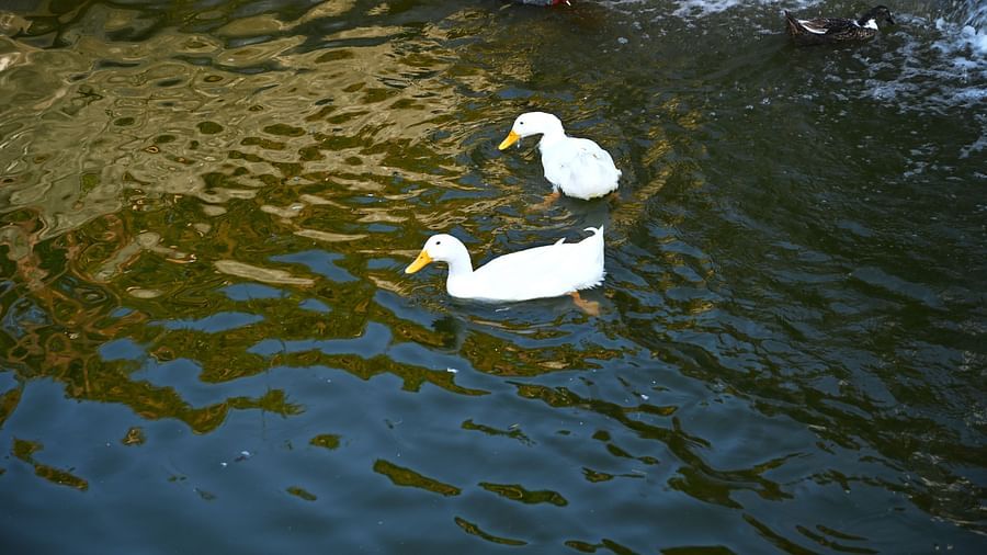 Two ducks in the pond at Clarks Safari Kheda, Ahmedabad