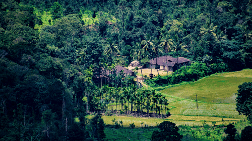 Aerial view of a landscape blanketed with greenery on a sunny day