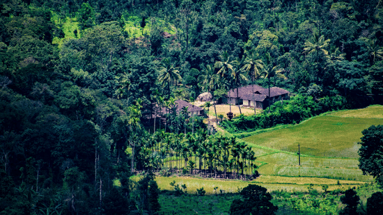 Aerial view of a landscape blanketed with greenery on a sunny day