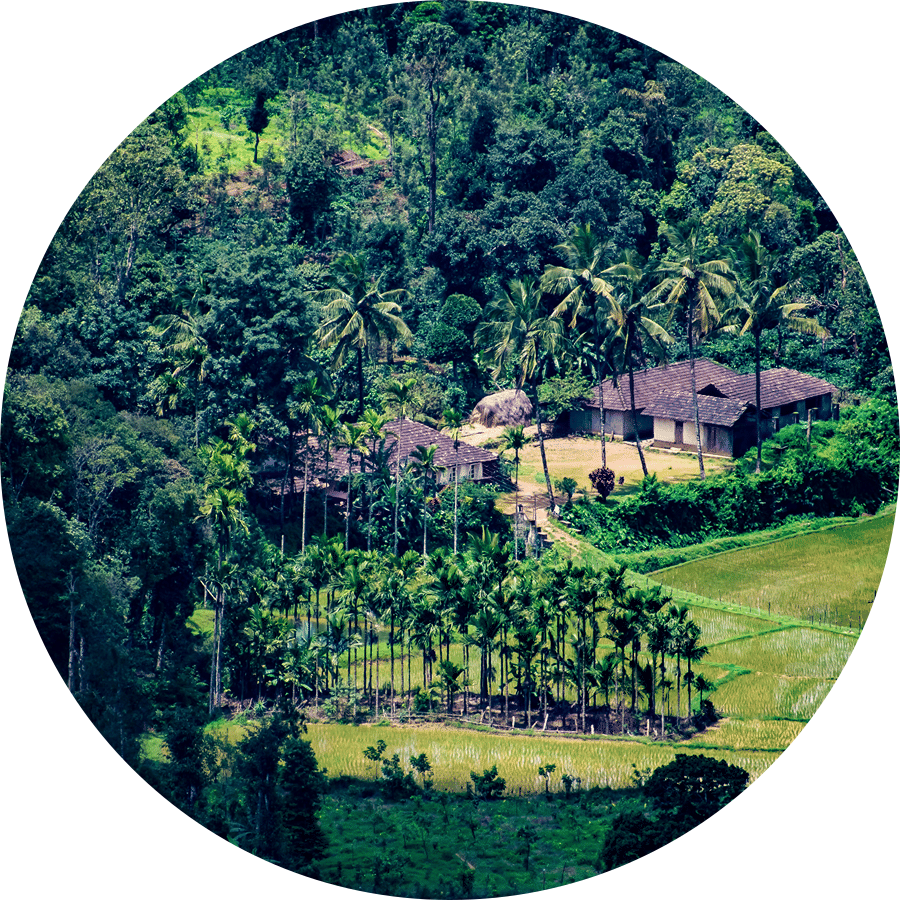 Aerial view of a landscape blanketed with greenery on a sunny day