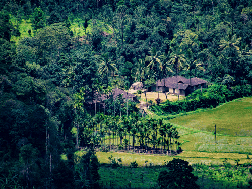 Aerial view of a landscape blanketed with greenery on a sunny day