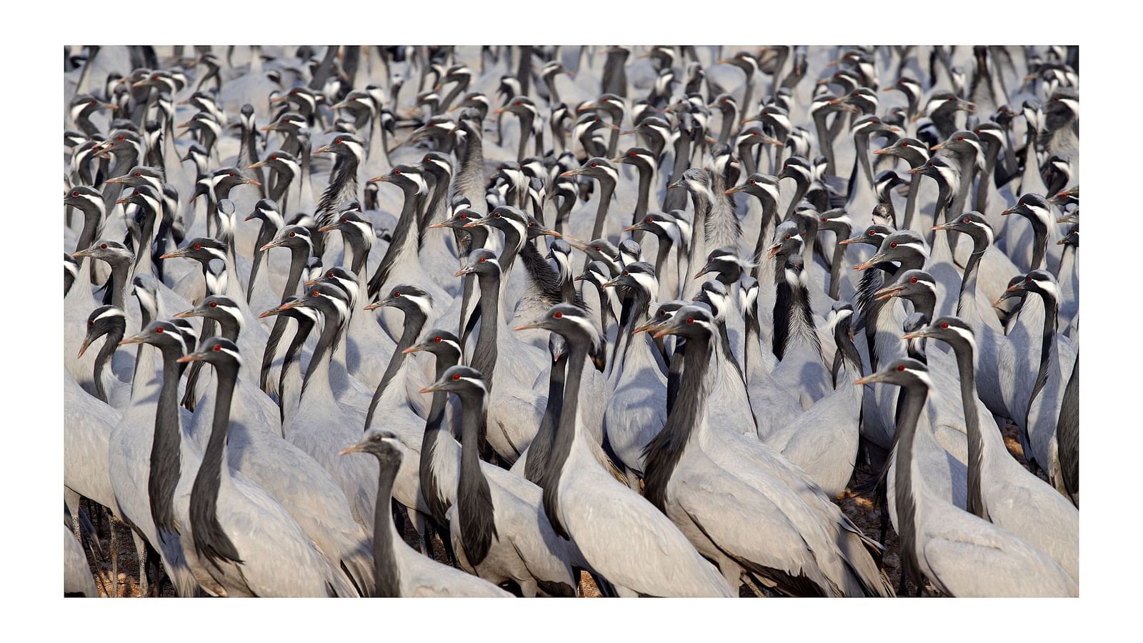 A close up shot of a siege of Demoiselle cranes with black necks and grey fur