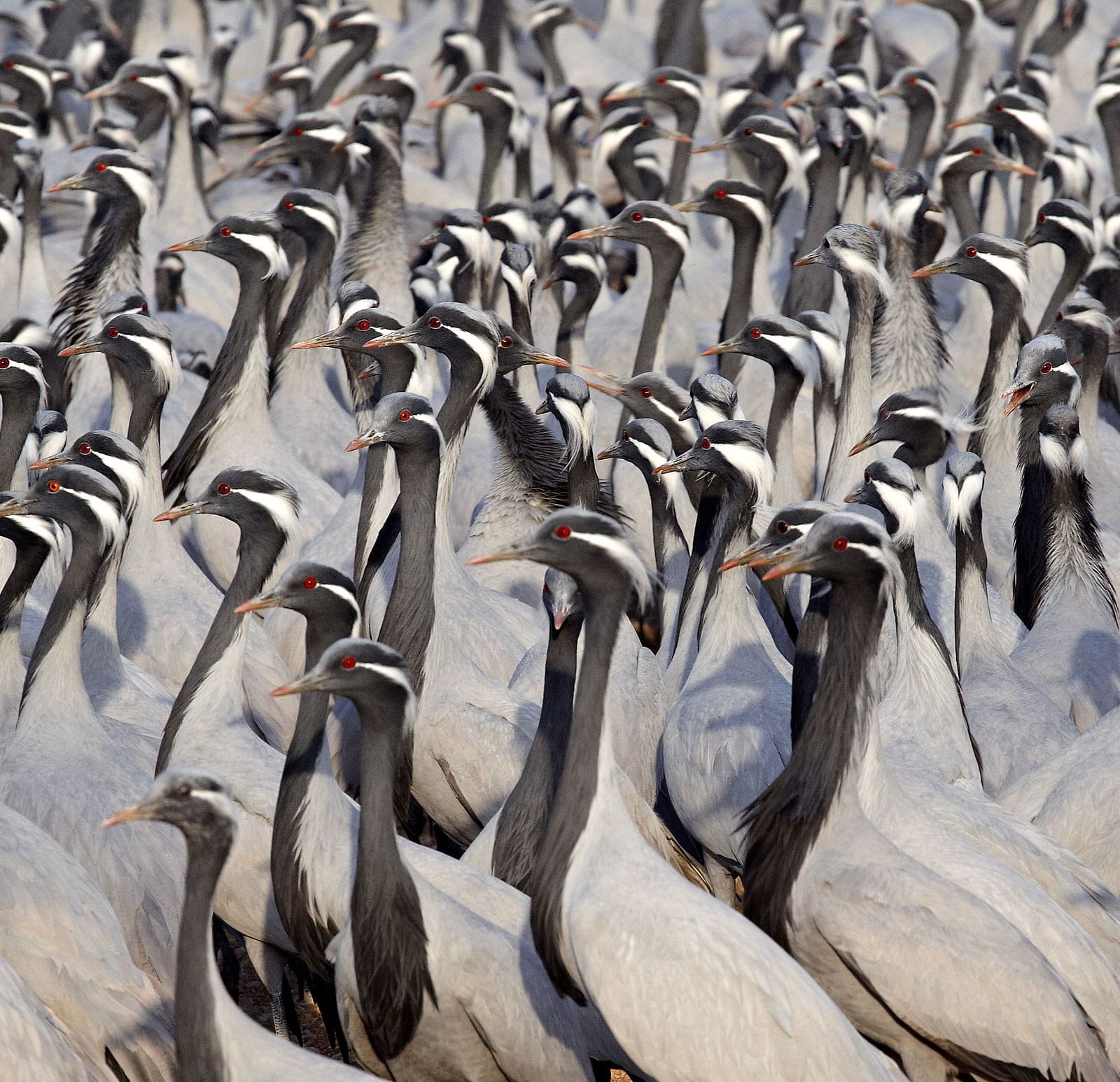 A close up shot of a siege of Demoiselle cranes with black necks and grey fur