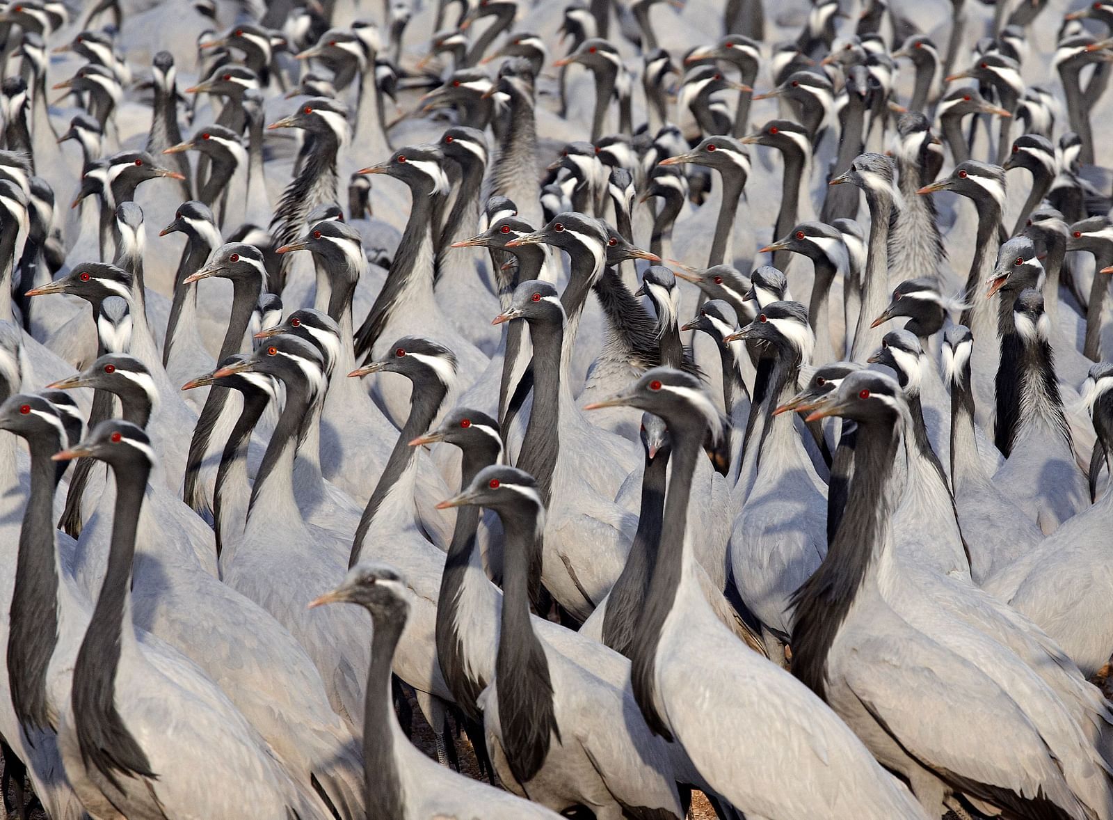 A close up shot of a siege of Demoiselle cranes with black necks and grey fur