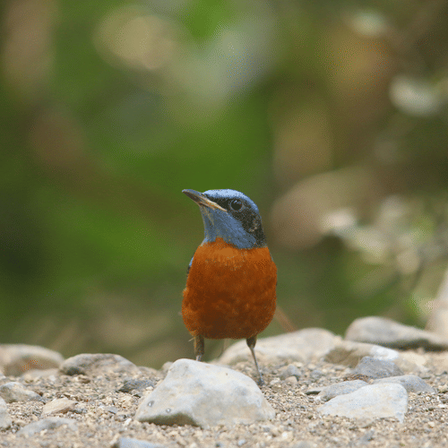 Image 12 - A Blue Capped Rock Thrush standing on a rocky terrain