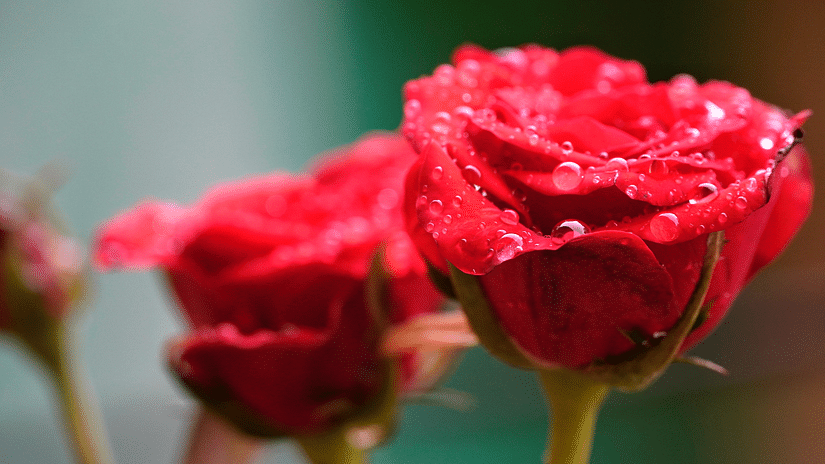Red flower from Lal Bagh
