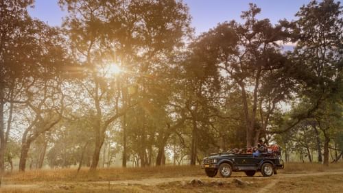 Buffer Rides at Bori Safari Lodge Betul