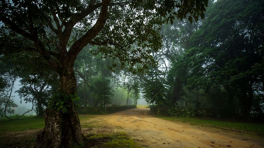 A tree with a winding path next to greenery at - Capitol Village Resort Madikeri