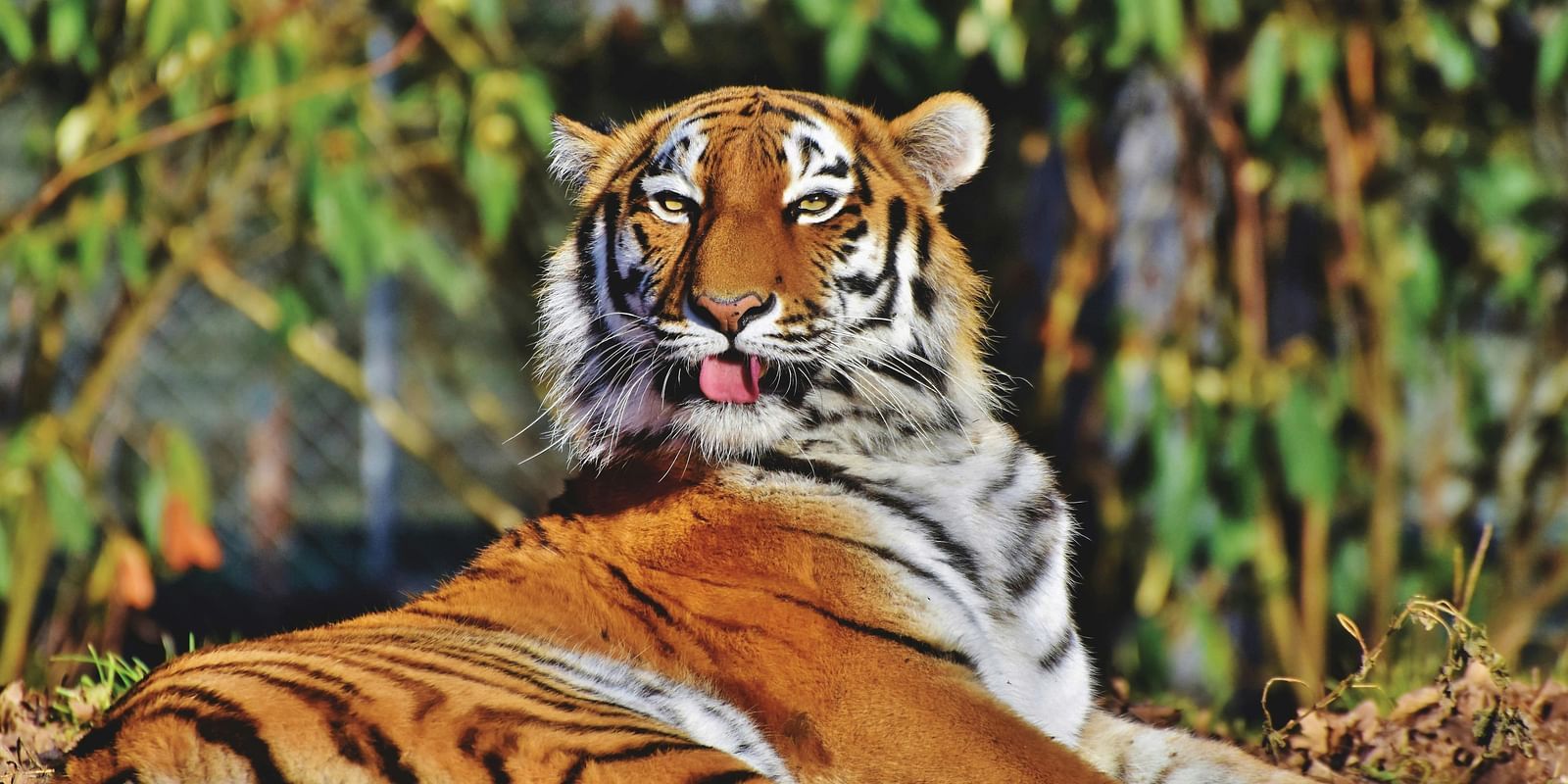 A majestic tiger lounging with its tongue out in a natural habitat