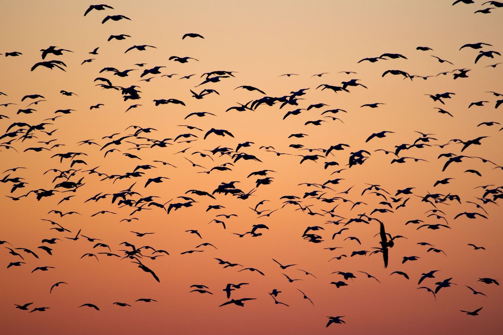 many birds flying in the evening sky