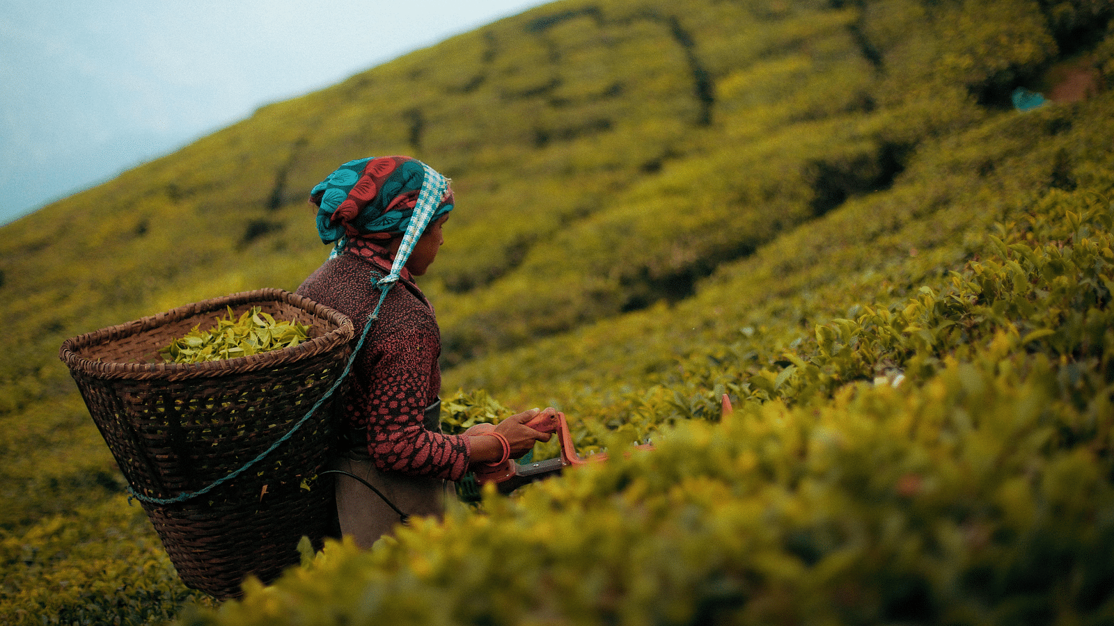 Image of a lady working in coffee plantation.