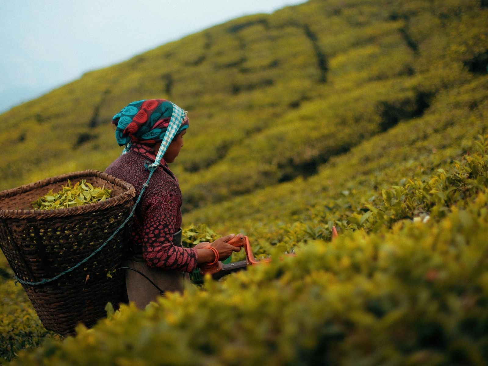 Image of a lady working in coffee plantation.