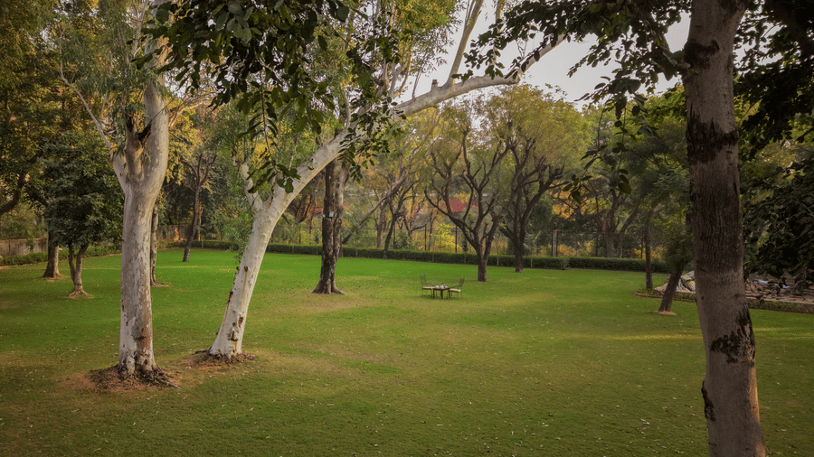 A large green lawn at Estherea Bagh, Ranthambore, with 2 large, light-barked trees in the foreground.
