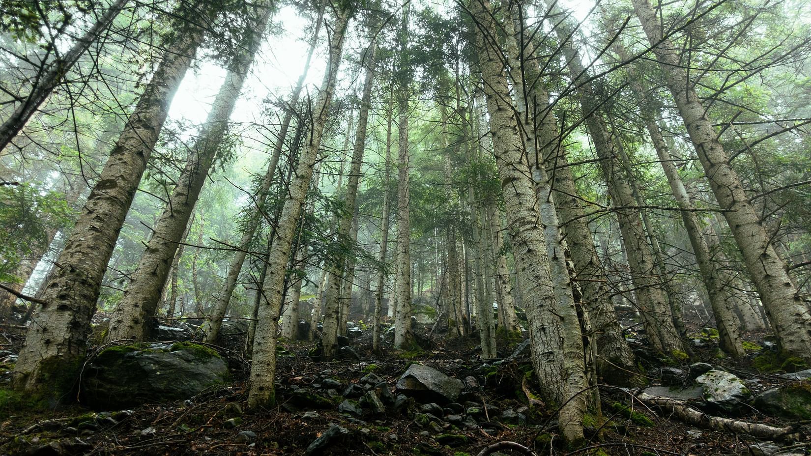 Forest