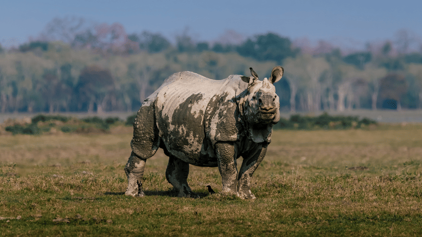 A rhino standing in a field at a national park.