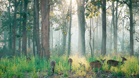 A herd of deers roaming around in a dense jungle.