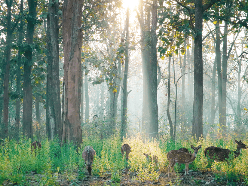 A herd of deers roaming around in a dense jungle.