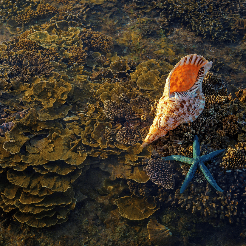 An shallow underwater view of a orange-cream seashell and a blue starfish on a coral reef bed at Narara Marine National Park.
