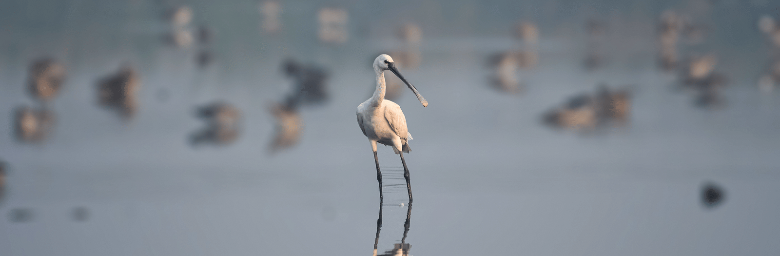 Image of a spoonbill standing in shallow water.
