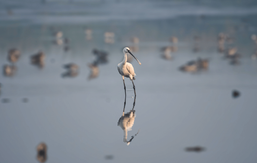 Image of a spoonbill standing in shallow water.