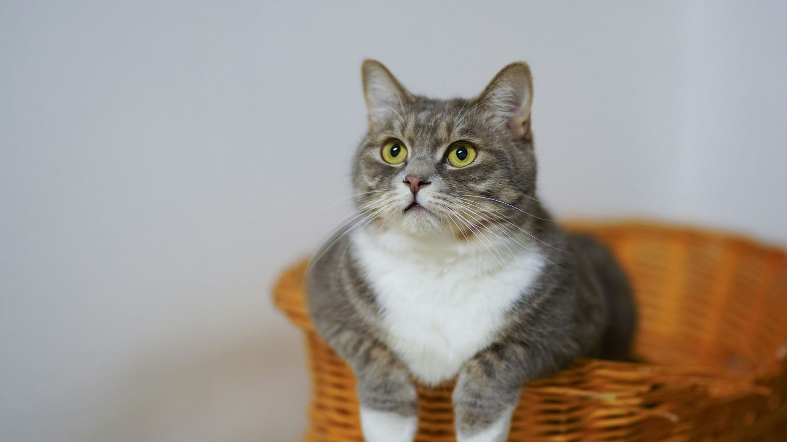 A grey and white cat peeping from a basket