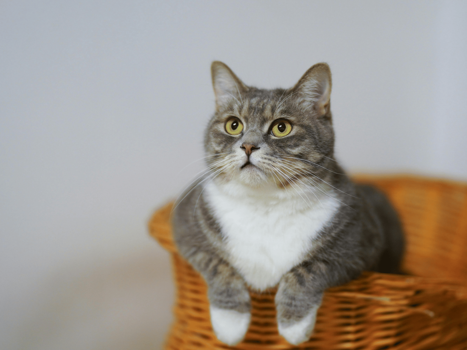 A grey and white cat peeping from a basket