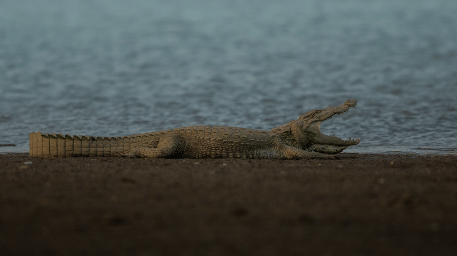  A crocodile on the banks of a water body.