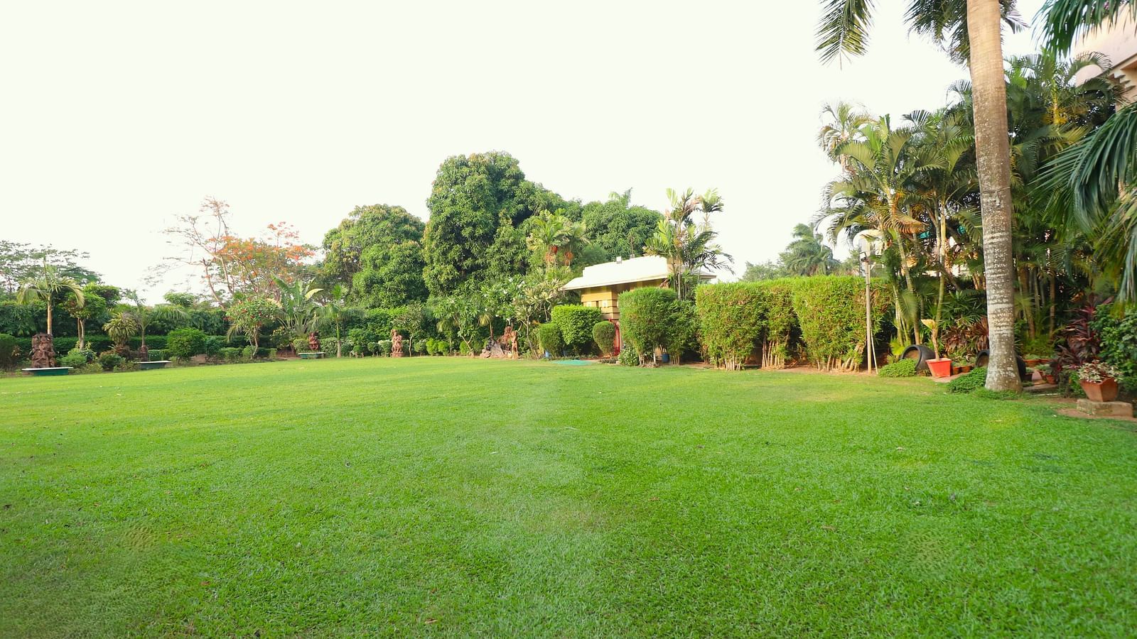 Lawn area bordered by trees, with grass extending all around.