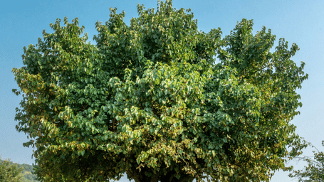 An overview of a mulberry tree with a stone covering around it and other trees in the background