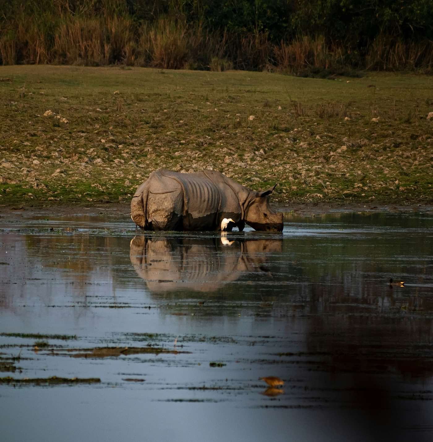 image of a Rhinoceros roaming in the muddy lake 
