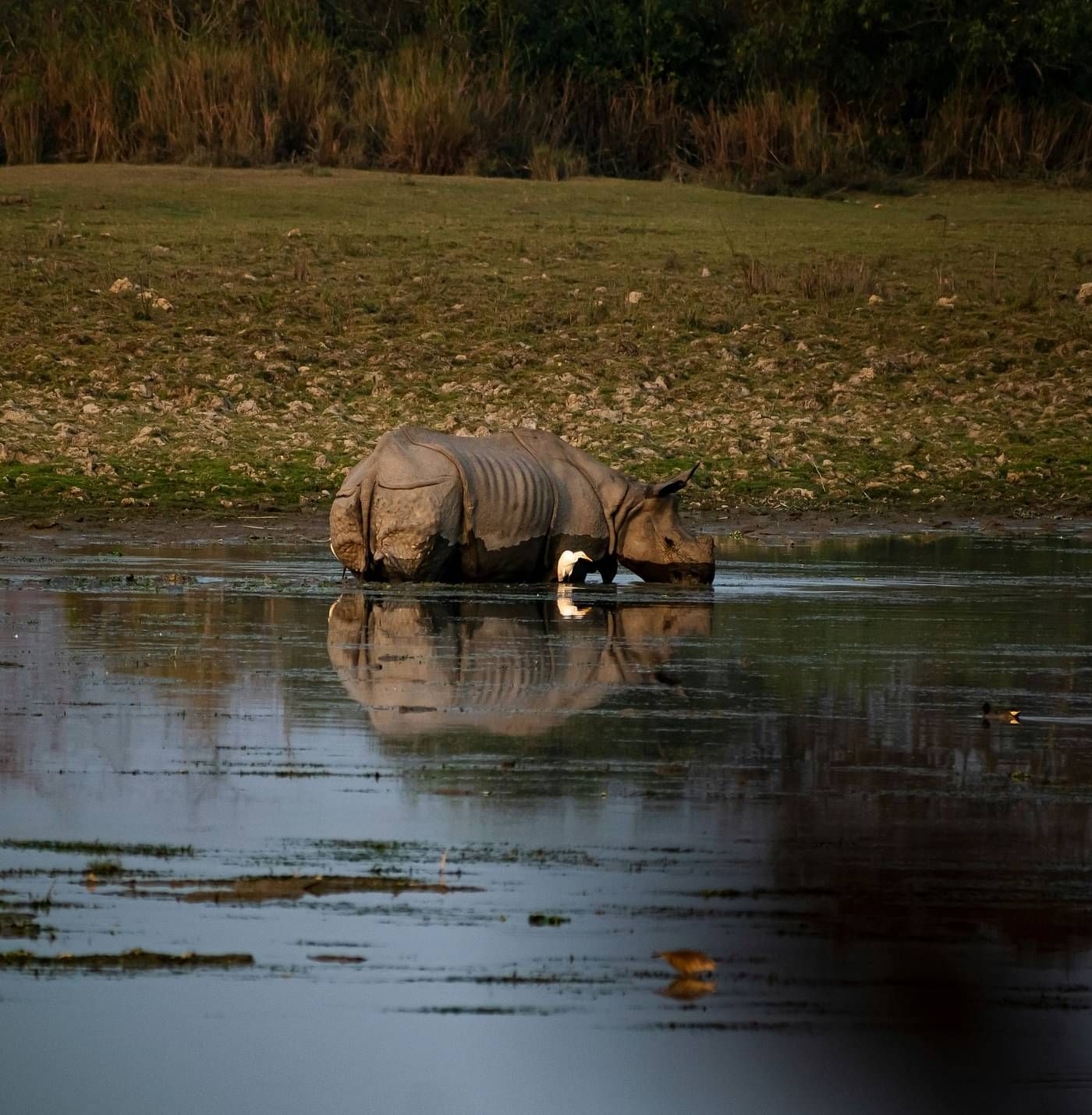 image of a Rhinoceros roaming in the muddy lake 