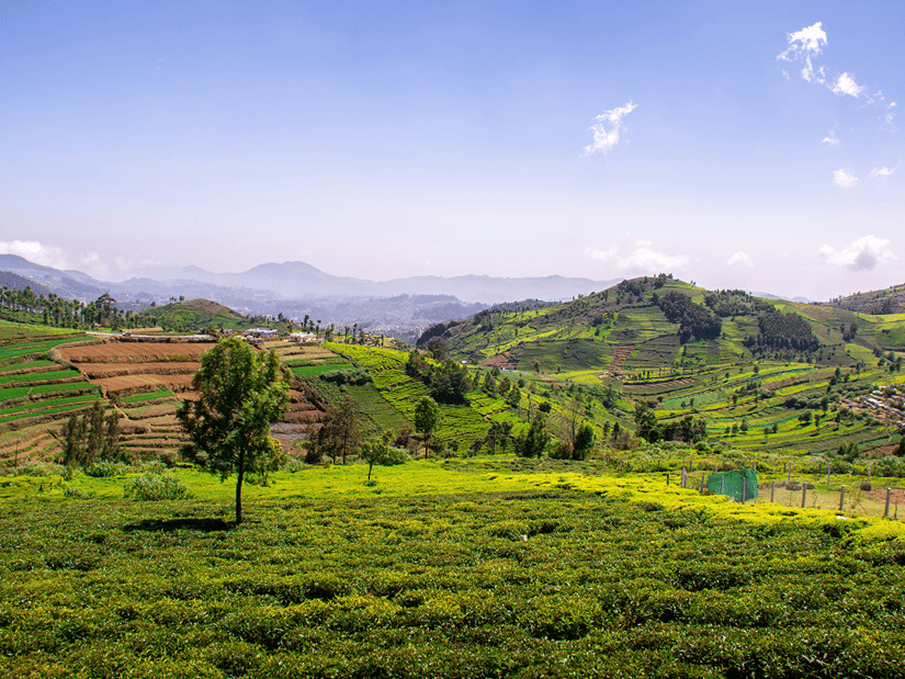 An overview of the landscape of Coonoor near Coimbatore, with lush valleys, tea estates and trees in view.