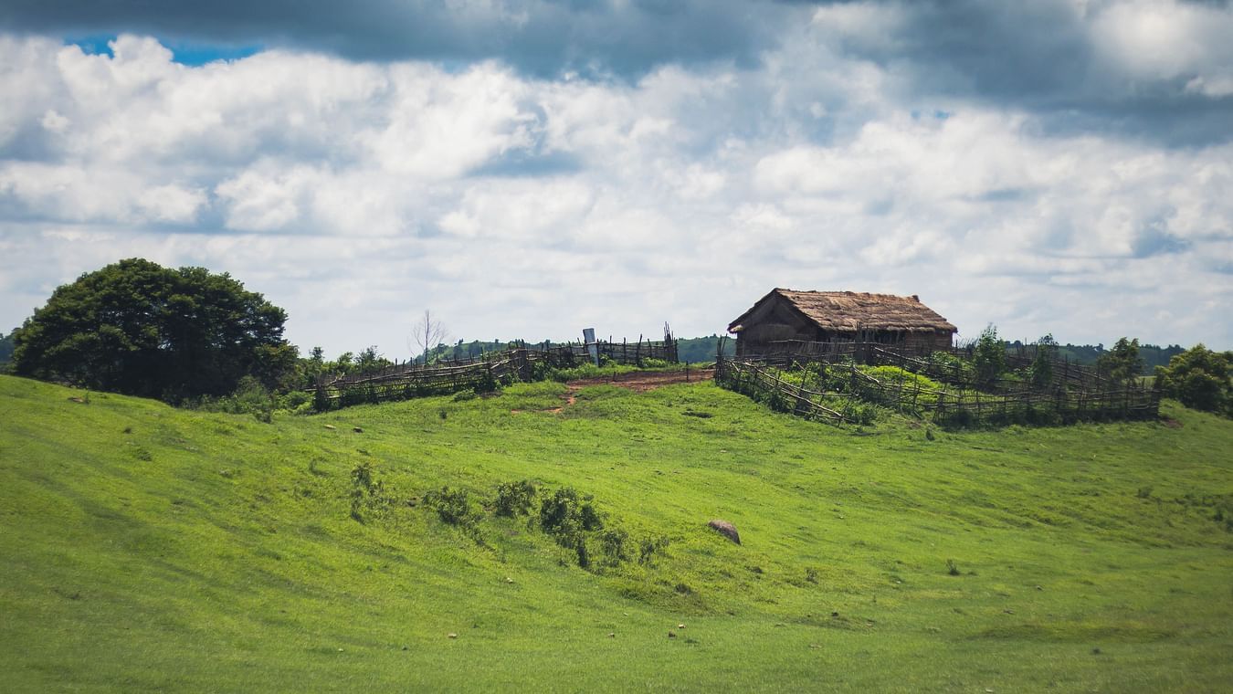 a lush green field