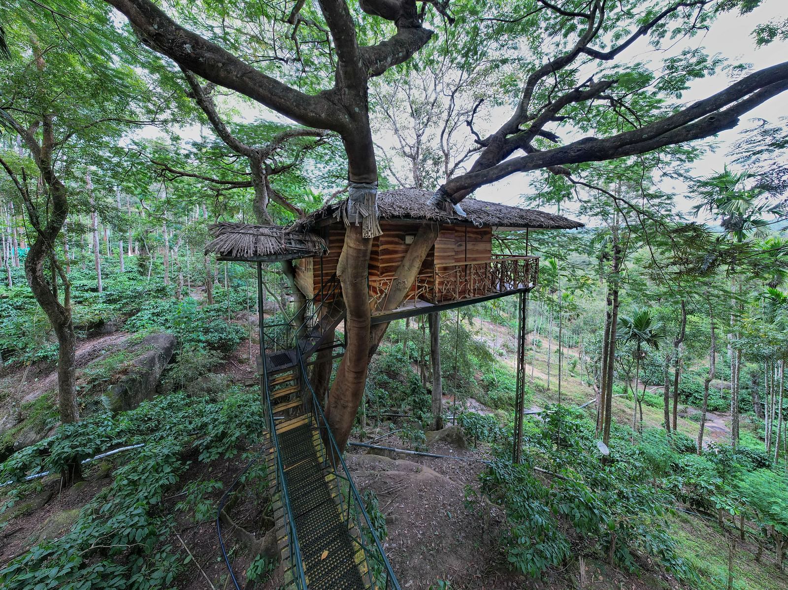 A rustic treehouse perched amongst tall trees in a lush, green environment - BluSalzz Collection - Tranquil Resort, Wayanad