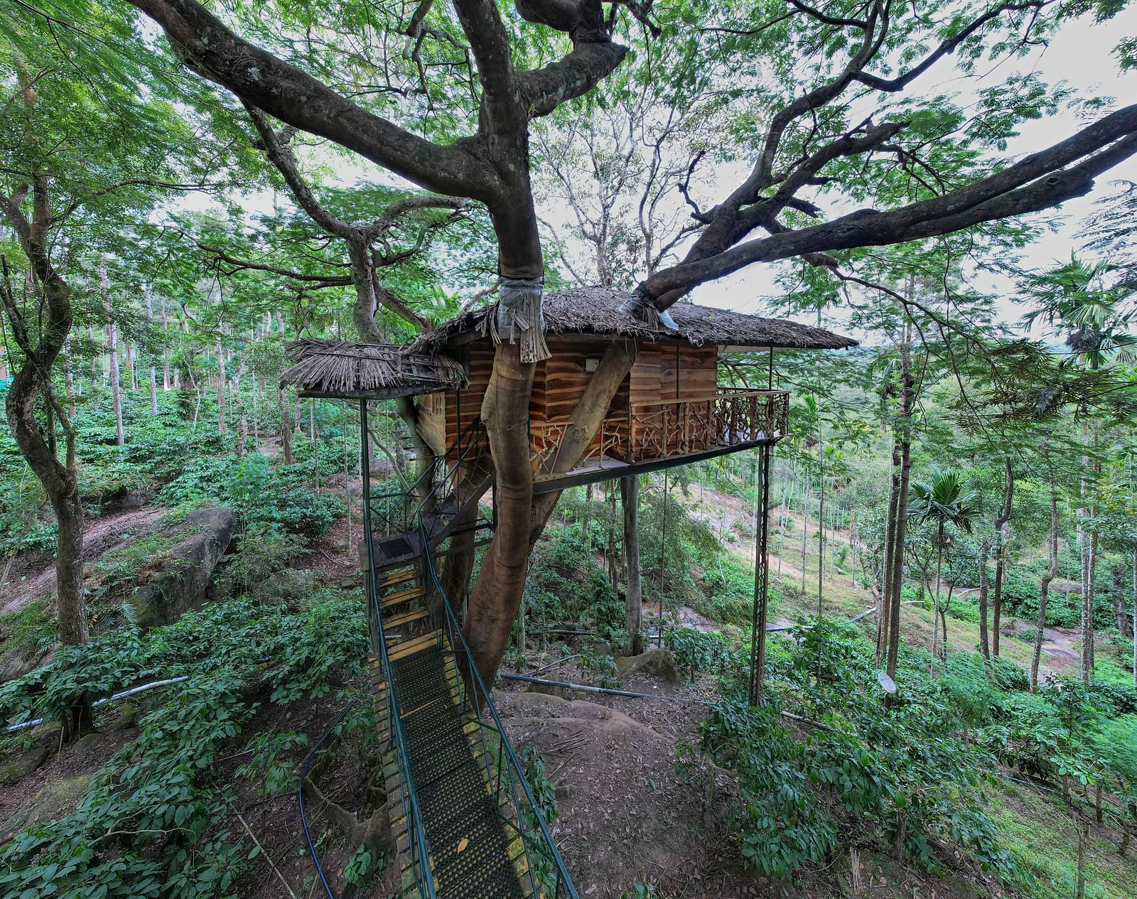 A rustic treehouse perched amongst tall trees in a lush, green environment - BluSalzz Collection - Tranquil Resort, Wayanad