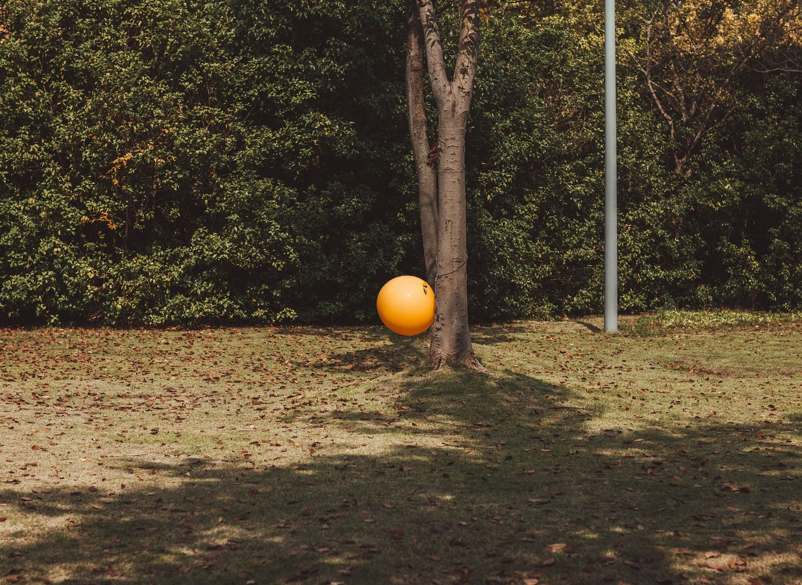 Orange ball resting near a tree on a patch of dry grass