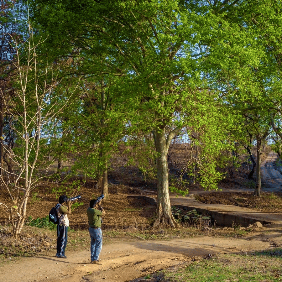 People walking in a forest which has trees.