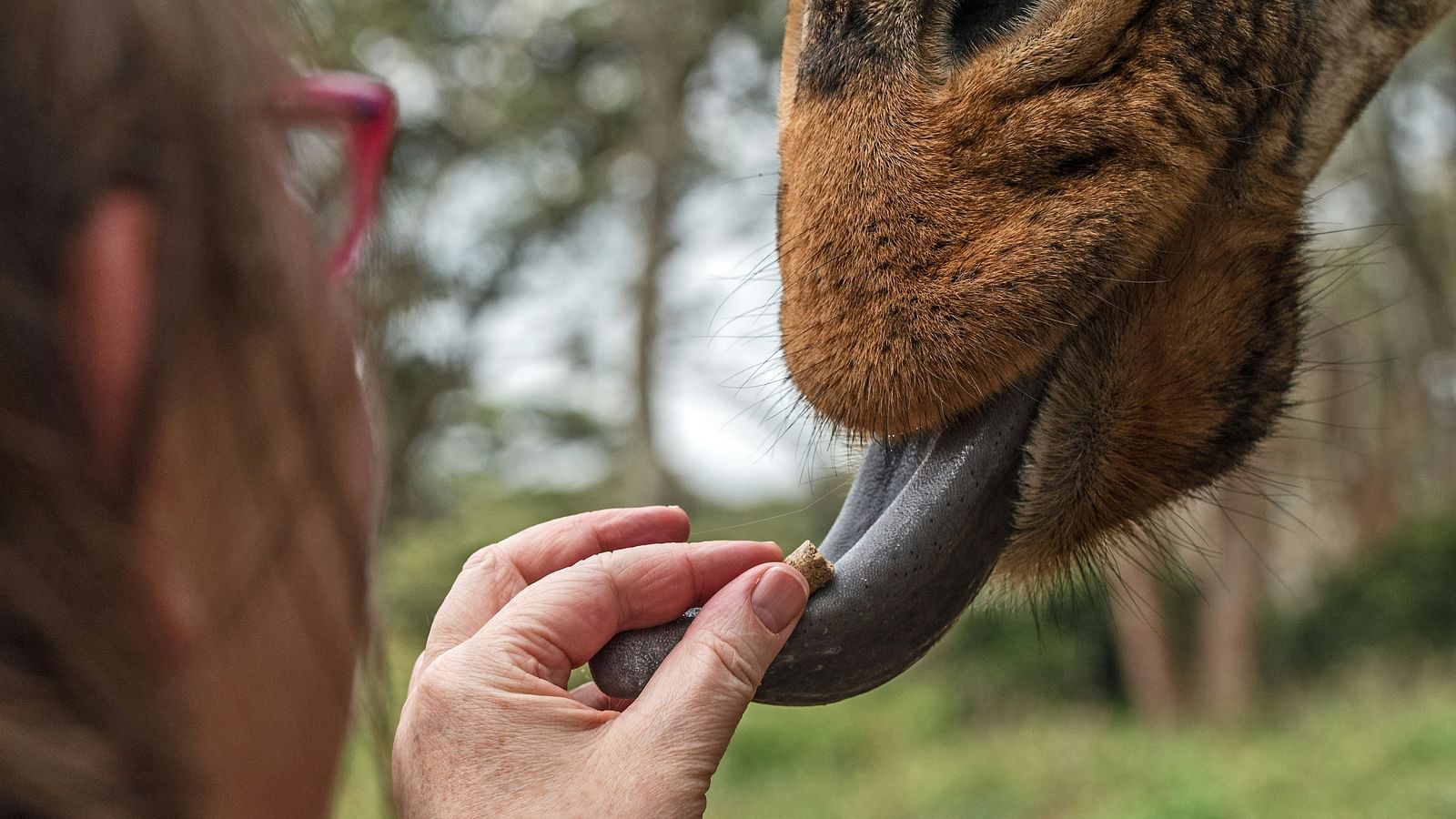 a person feeding a giraffe with a small food item while the giraffe sticks its tongue out